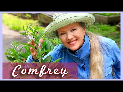 3 Reasons YOU should grow COMFREY in your garden!