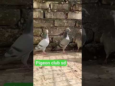 #statas# dialog#hare baby#video short viral#@