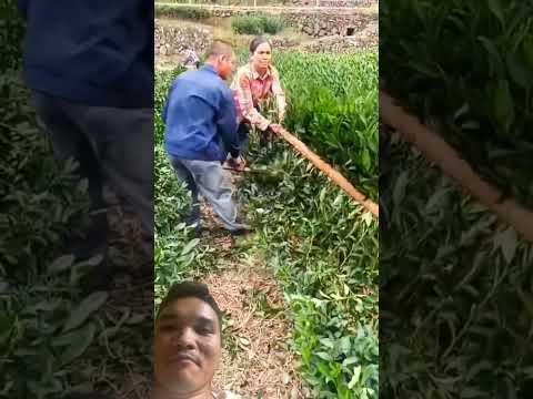 Sau Mỗi Vụ Chè Bà Con Sẽ Làm Điều Này #farming