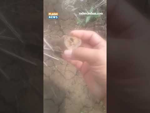 Keramik Peninggalan China DItemukan di Indramayu?