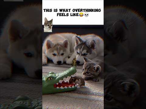 #funny #sehar #animals #dog