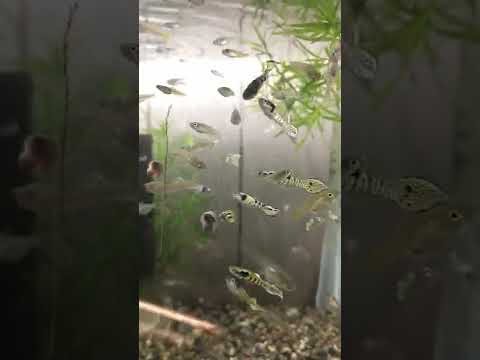 Tiger Endlers. Beautiful little fishes. They are m 