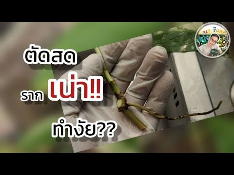 เงินไหลมาด่าง-เงินไหลมาชำยอด-ไ เงินไหลมาด่าง-เงินไหลมาชำยอด-ไ