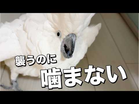 ゆきまる氏、襲うのに噛まない夜でした