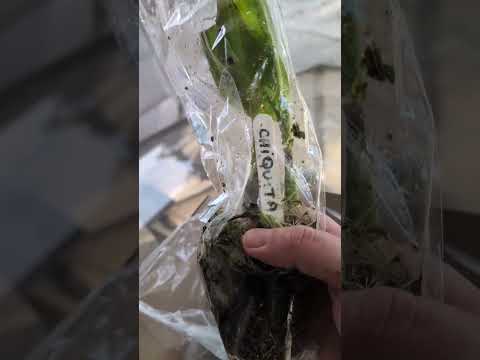 Pond Plants unboxing from Pond Superstore! (2025)  4283 ---- Pond Plants unboxing from Pond Superstore! 
1 Yellow Iris Davidson Winter Hardy 
1 Ruby Ey