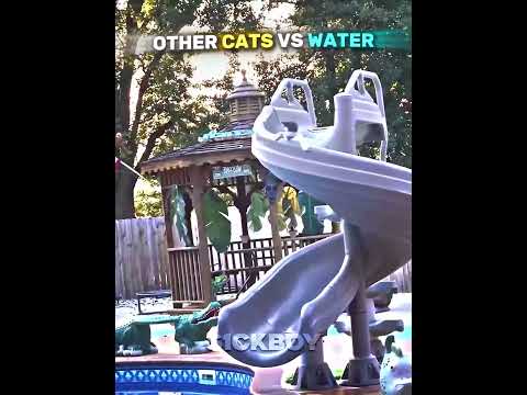 Other Cats with Water vs THOSE CATS 🐈💀🐈