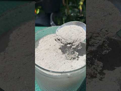 Como abonar los frutales usando la ceniza #plantas #jardin