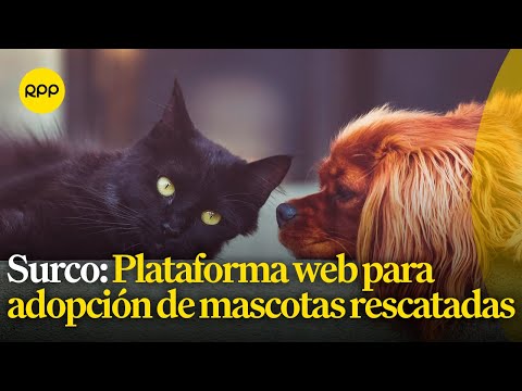 Surco: Plataforma web para adopción de mascotas rescatadas