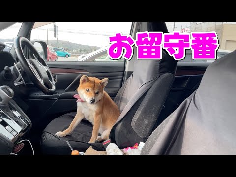 【健気】車内でお留守番をこっそり覗き見 柴犬小夏 パスカルさんだ - JA兵庫六甲