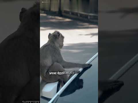 बंदर ने कार चलाई 😱 जंगल में हंगामा #ytshorts #shorts #shortvideo #rizwantech