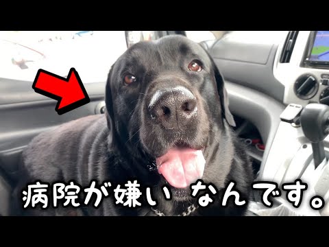ニコニコしてるけど、実は病院が苦手な犬。