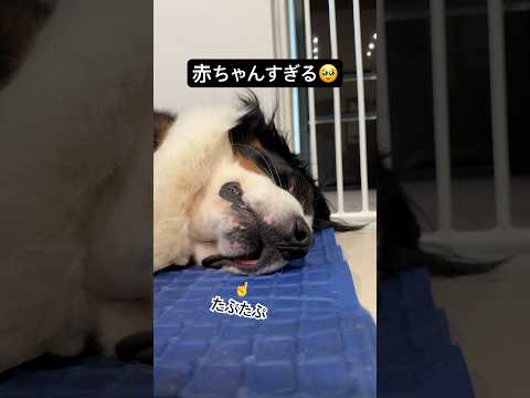 音あり推奨🔈🌼ねんねどんちゃんは最強の癒し #バーニーズマウンテンドッグ #大きな赤ちゃん