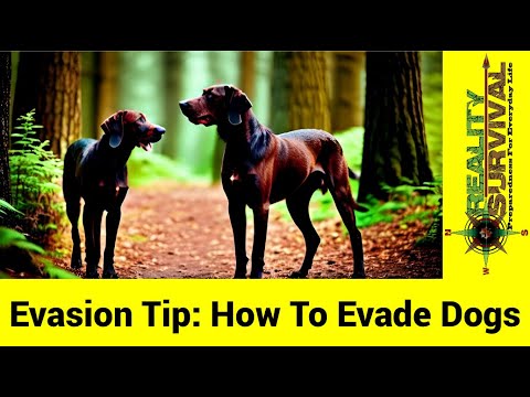 Advanced Evasion Tips:  Evading Dogs