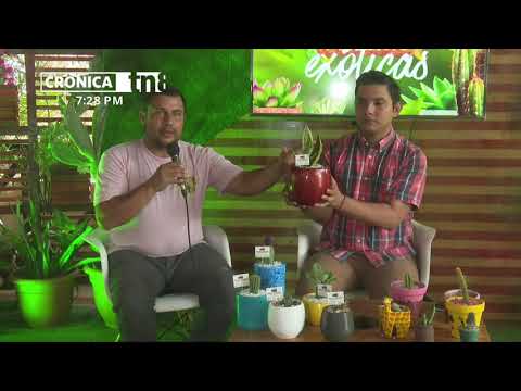 MEFCCA anuncia Feria de Plantas Exóticas en Nicaragua