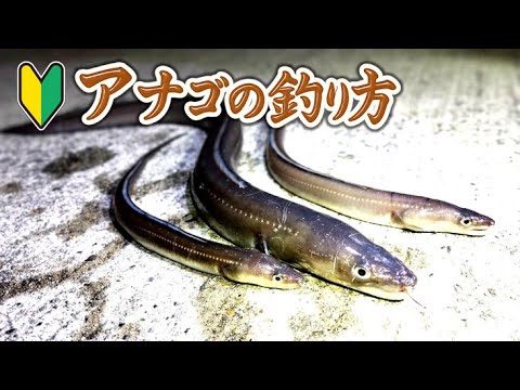 これを見ればアナゴが簡単に釣れます。アナゴの釣り方、好条件とは？
