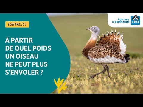 À partir de quel poids un oiseau ne peut plus s'envoler ? - #funfacts