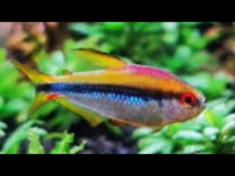 LIVE! - The Hottest Fish of the Summer (2025) | Aq Join us on Fishtory!  Discord
https_//discord.gg/fTB6FHKHPf

The BRAND NEW FISHTORY DISCORD_
All my 