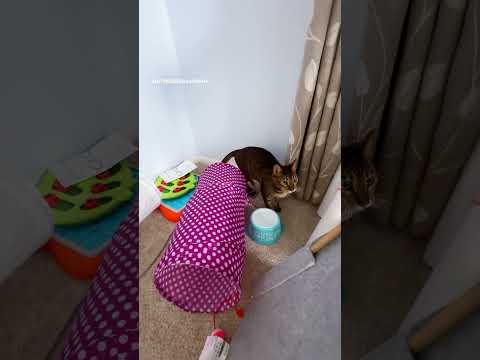 She slides <strong>back</strong> into the tube at the end 😂 #<strong>cat</strong>
