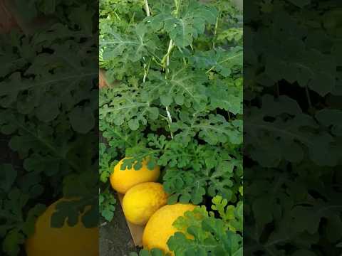 #дача #омск #мудрыеслова #терпение -прекрасное чувство.......#shorts