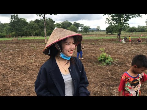 สาวลาว-สักก้า-ปลูกเข้าอยู่นา-ช สาวลาว-สักก้า-ปลูกเข้าอยู่นา-ช