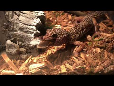 Feeding the geckos! Giant dubias smashed! 

TheKentuckyFishandRescue.com