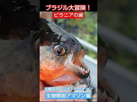 鋭いピラニアの歯！ブラジル大冒険！アマゾン編ピラニア・ナッテリー Red bellied piranha, Pygocentrus nattereri 加藤英明【公式】かとチャン