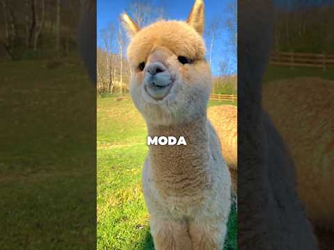 Alpaca vs Llama 🦙 #animals #alpaca #llama #peru #curiosidades #diferencias #sabiasque #vs #shorts