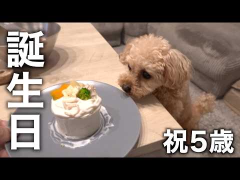 愛犬5歳の誕生日、本気で手作りケーキを作る。