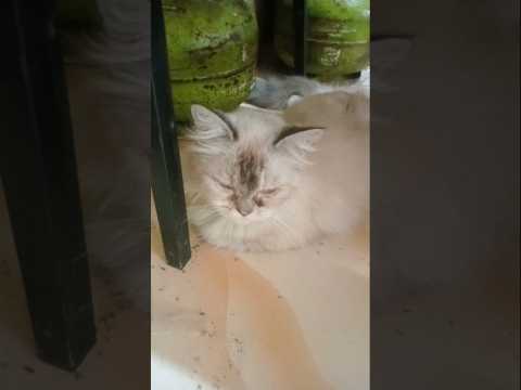 cat lover #cat #kucing #cute #funny