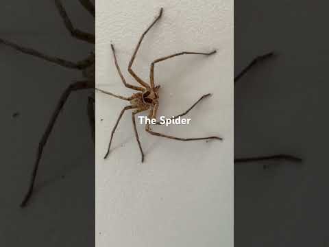 The spider has eight legs.