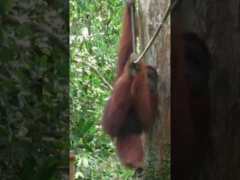 Malaysia is offering orangutans to countries that buy its palm oil