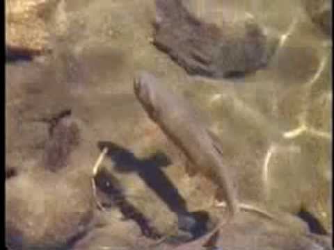 Fly Fishing Trout Montana Lakes