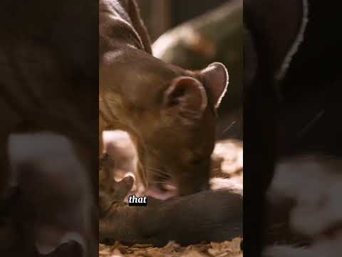 You’ve Never Seen Animals Like These Before! #top #animals #facts