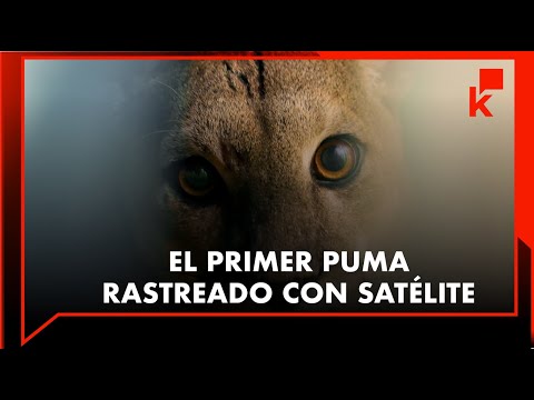 Por primera vez, en Antioquia, se rastreará un puma