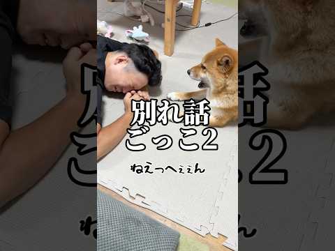 振られた時のメンヘラ彼女がこちらww #柴犬 #shorts サムネイル