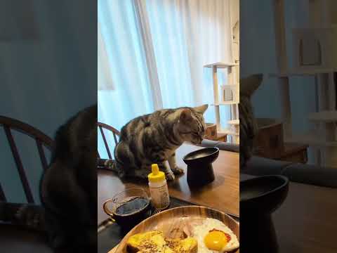 猫の動画サムネイル - アメショーのラッテ#アメリカンショートヘア #アメショー ＃猫#cat #猫のいる暮らし #猫と暮らす家 #朝ごはん