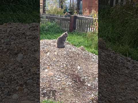 Пристанский кот на охоте