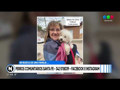 Perros comunitarios: te presentamos los animales que buscan familia