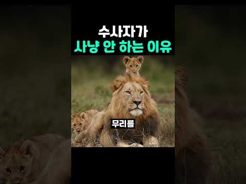 수사자가 <strong>사냥</strong> 안 하는 이유