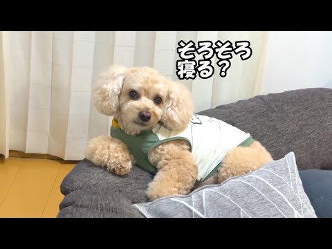 寝室で早く寝たくて圧をかけてくる大きいトイプードル【デカプー】【トイプードルのロアくん】【toy poodle】