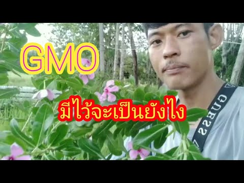 ข้อดีข้อเสีย|พืชGMO|ถ้าไม่รู้ต ข้อดีข้อเสีย|พืชGMO|ถ้าไม่รู้ต