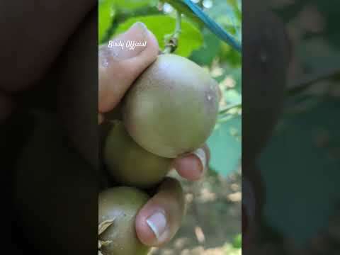 Harvesting Passion Fruit - Home garden #fruit #homegarden #harvesting #passionfruit #satisfying