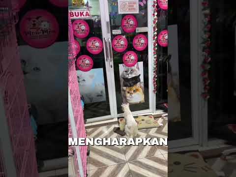 lagi dan lagi kucing jalanan tidak diperbolehkan masuk ke petshop#short#feed#shortfeed#shorts#kucing