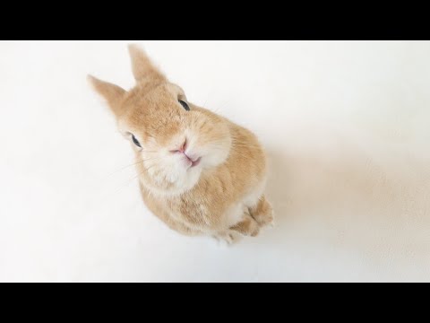 甘えてくるうさぎの姿が可愛いすぎた
