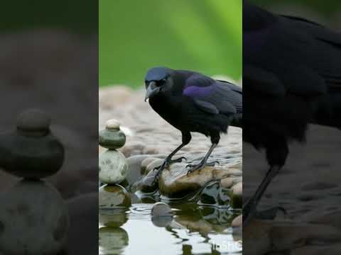 #luckygamaplay🔥🌟🔥