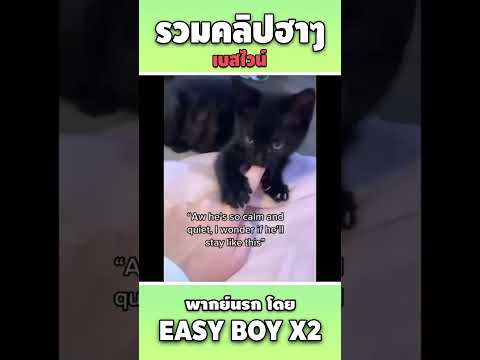 easy boy X2 รวมคลิปฮาพากย์นรกshorteasyboyคลิปฮาเบสไวน์