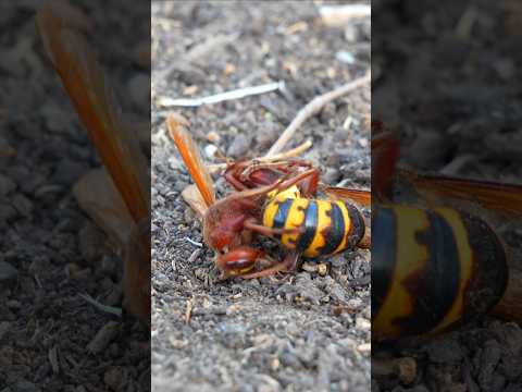 ASIAN WASP AND EUROPEAN HORNET - BATTLE IN NATURE OF TITANS!