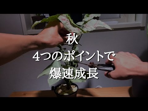 【冬越しにも繋がる】観葉植物の秋の育て方と爆速で育てるためにやりたい4つのこと | 植え替えのコツと剪定 | 置き場所 | 肥料