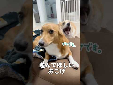 コーギーと一緒に暮らすと…スルースキルが高くなった後輩犬