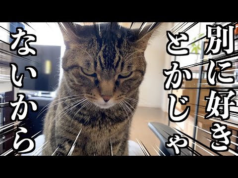 てんちゃんはものすごくツンデレな猫だった...
